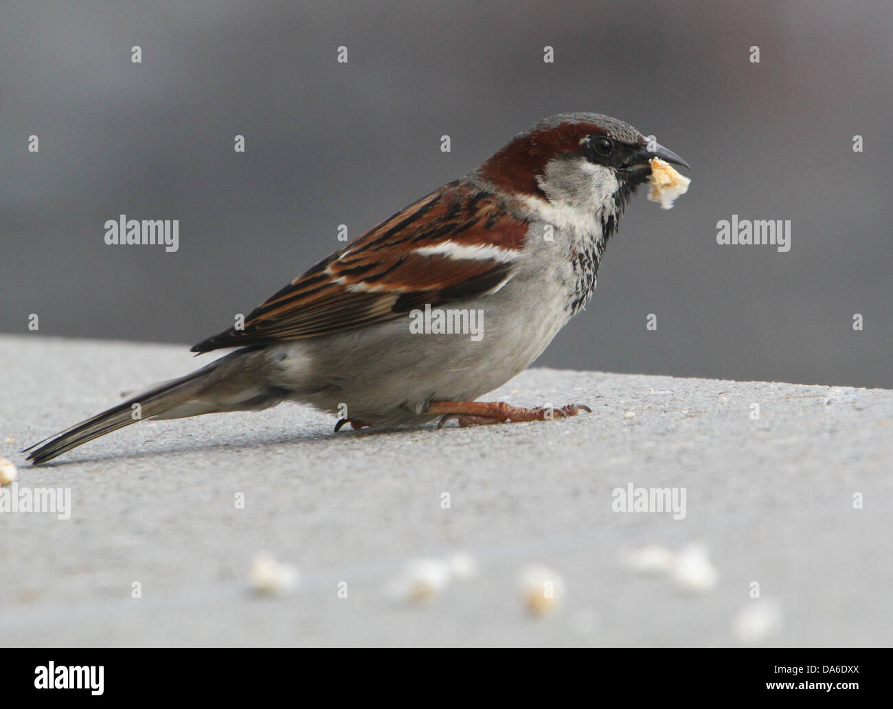Close-up di un maschio di casa passero (Passer domesticus) visitando il mio balcone (oltre 40 immagini in serie) Foto Stock
