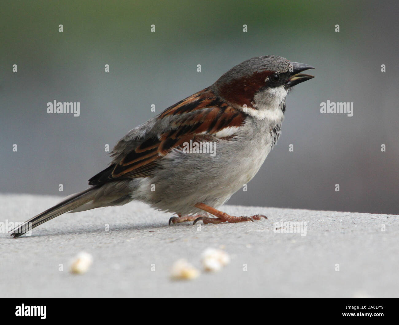 Close-up di un maschio di casa passero (Passer domesticus) visitando il mio balcone (oltre 40 immagini in serie) Foto Stock