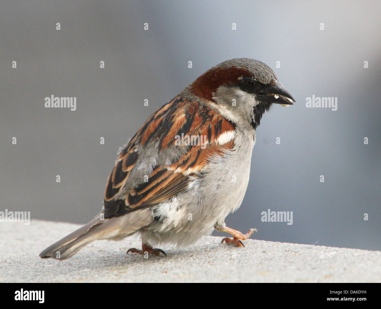 Close-up di un maschio di casa passero (Passer domesticus) visitando il mio balcone (oltre 40 immagini in serie) Foto Stock