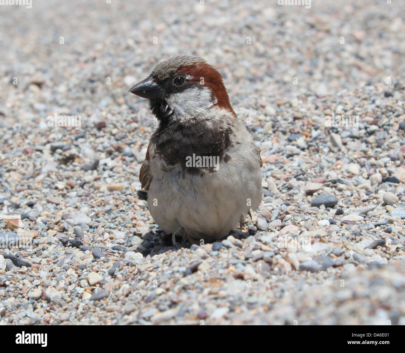 Close-up di cocky e curiosi maschio casa passero (Passer domesticus) sulla spiaggia Foto Stock