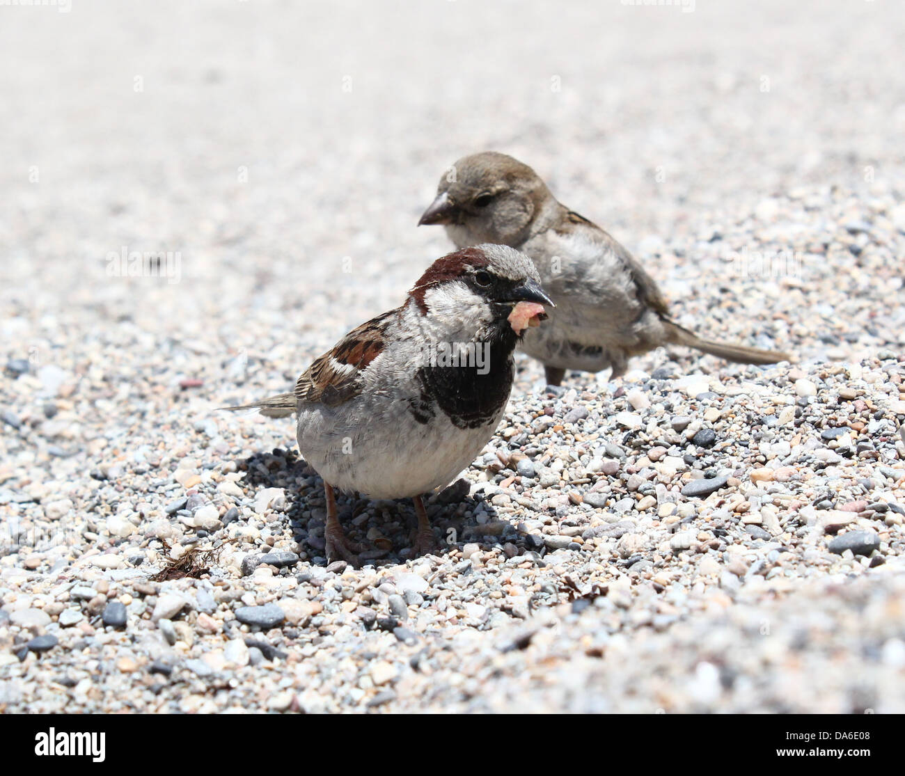 Close-up di un maschio e femmina casa passero (Passer domesticus) sulla spiaggia, in cerca di cibo Foto Stock