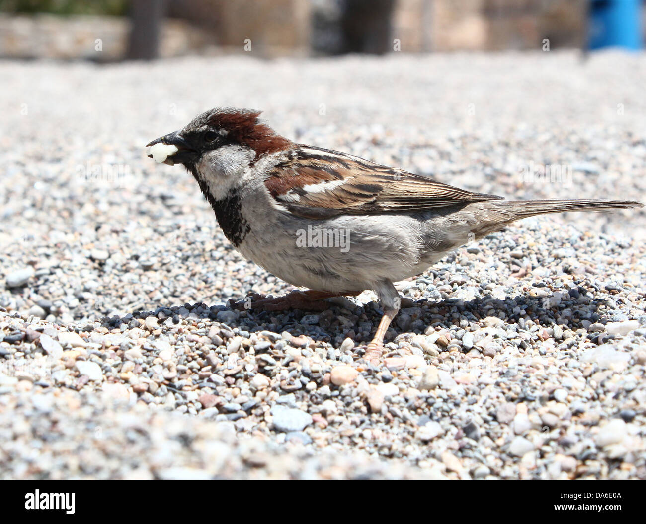 Close-up di un maschio di casa passero (Passer domesticus) Foto Stock