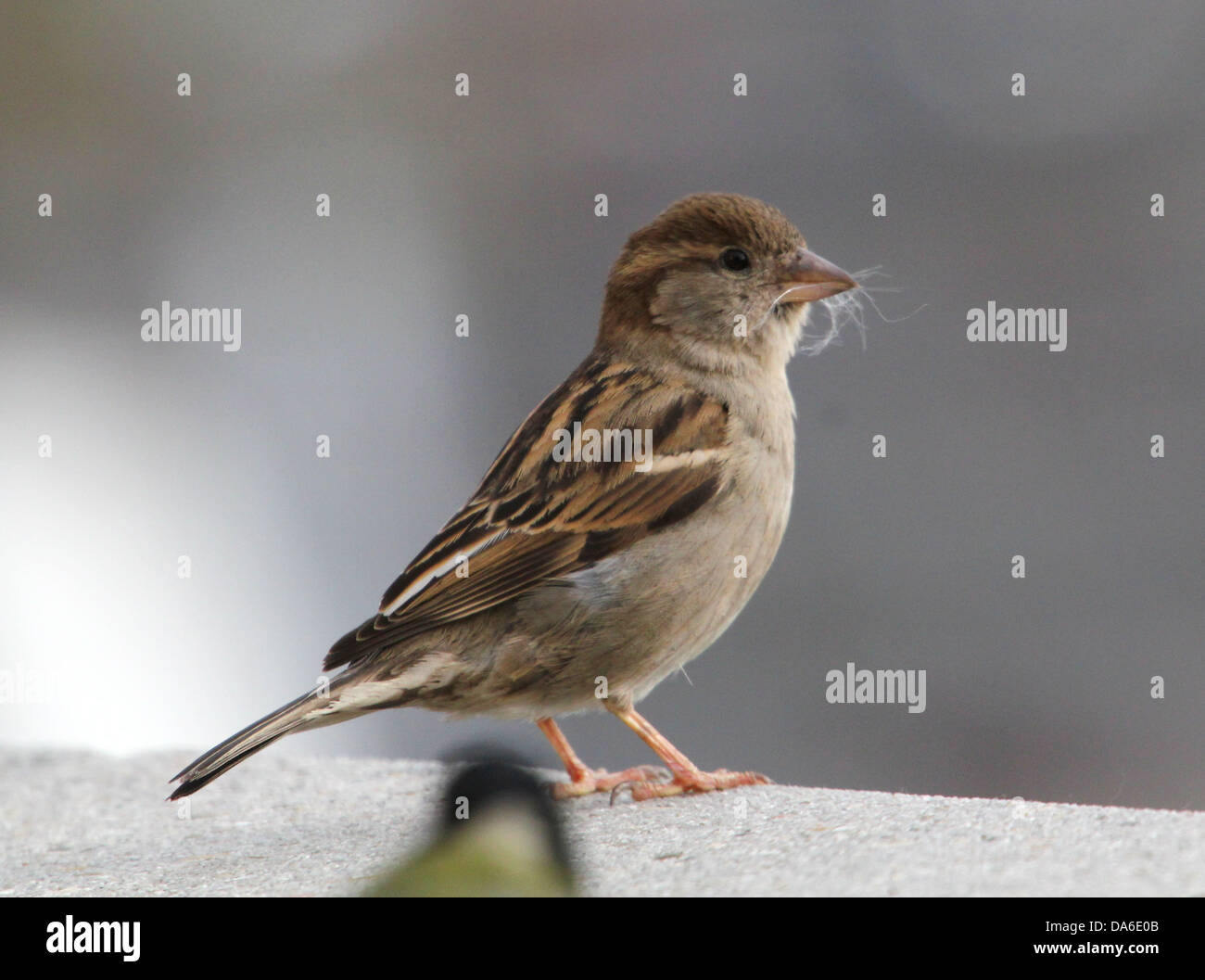 Close-up di una femmina di casa passero (Passer domesticus) visitando il mio balcone (oltre 40 immagini in serie) Foto Stock