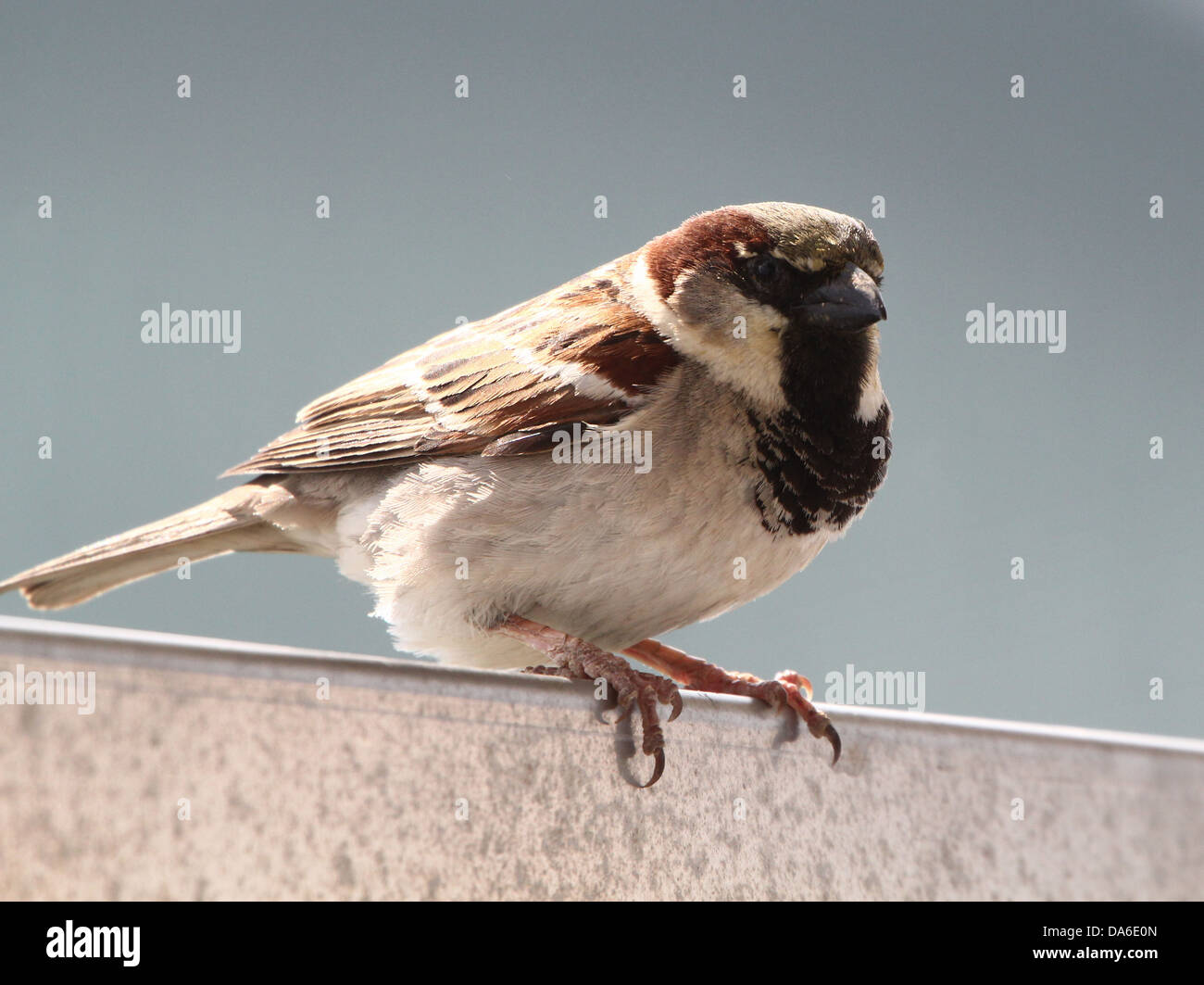 Close-up di un maschio di casa passero (Passer domesticus) visitando il mio balcone (oltre 40 immagini in serie) Foto Stock