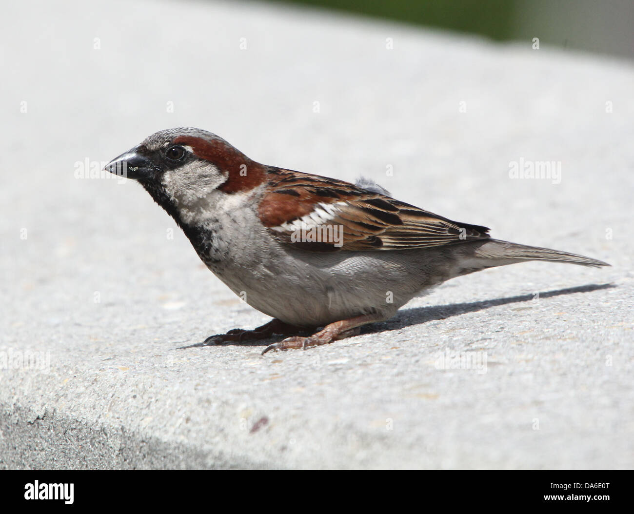 Close-up di un maschio di casa passero (Passer domesticus) visitando il mio balcone (oltre 40 immagini in serie) Foto Stock