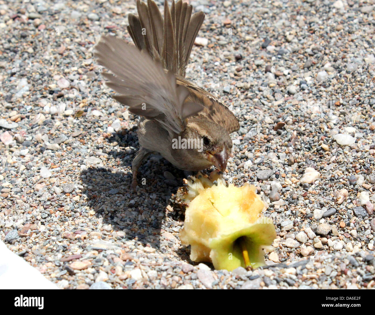 Close-up di una femmina di casa passero (Passer domesticus) mangiando un Apple sulla spiaggia ed sbattere le ali Foto Stock