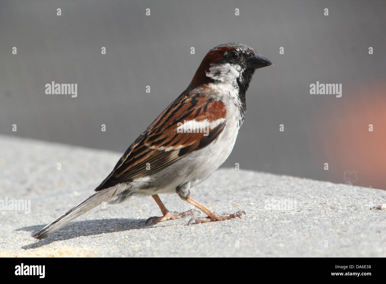 Close-up di un maschio di casa passero (Passer domesticus) visitando il mio balcone (oltre 40 immagini in serie) Foto Stock