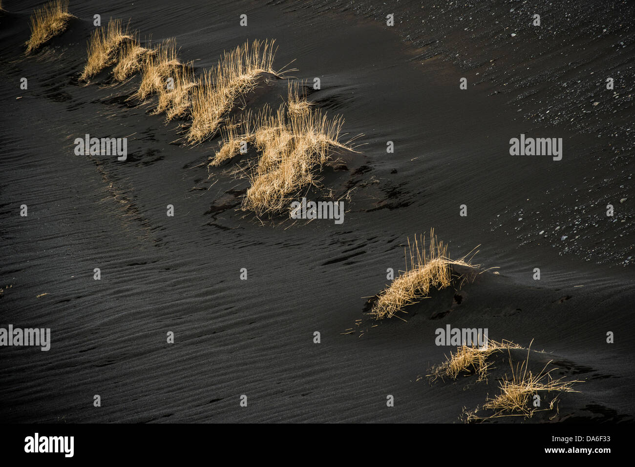 Spiaggia in erba (Ammophila sp.) in bianco e nero di sabbia di lava Foto Stock