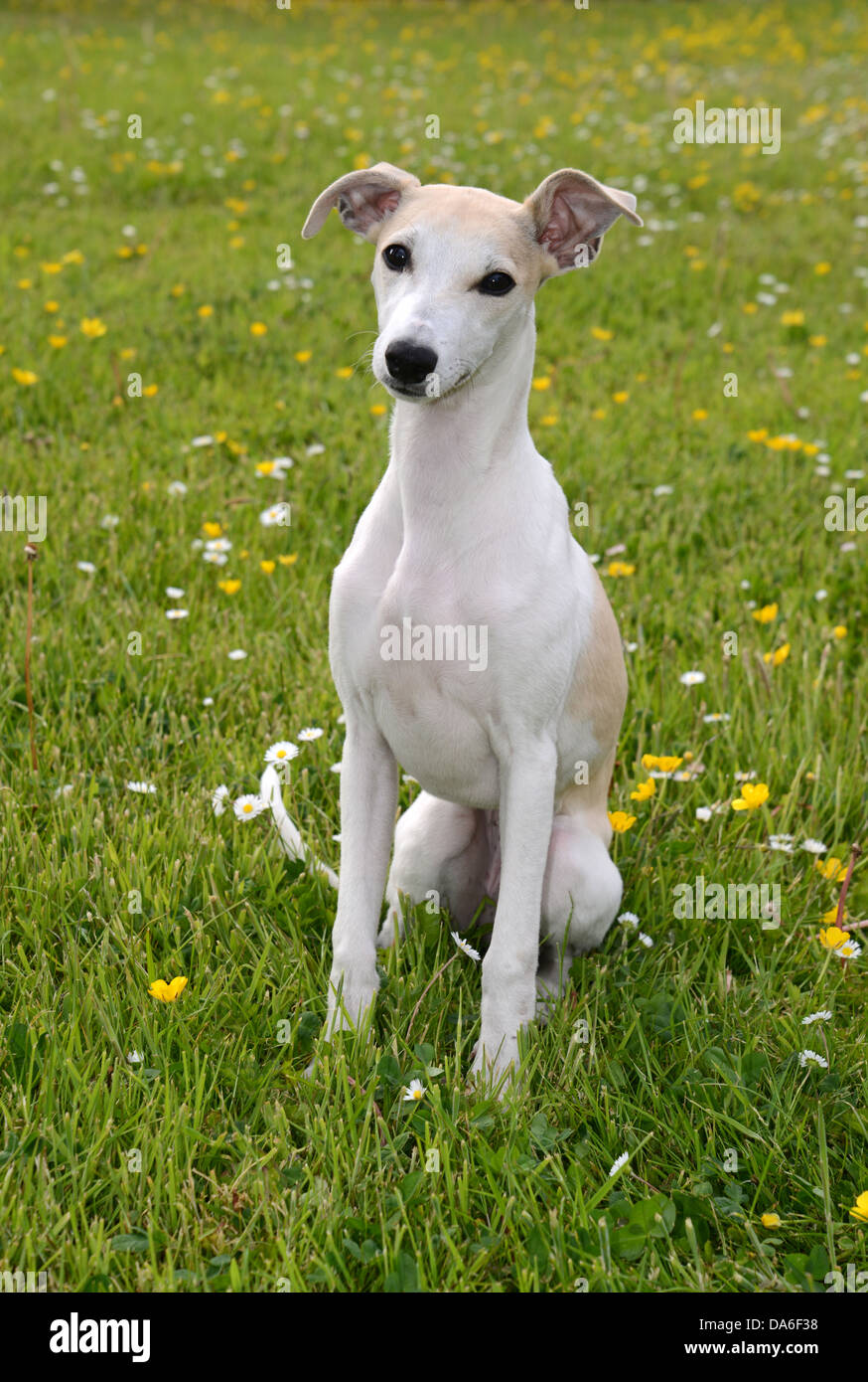 Il whippet, cane cani, pet, mans migliore amico a quattro zampe, amico a 4 zampe amico, veloce, coursing, sniffer cane, wag, coda Foto Stock