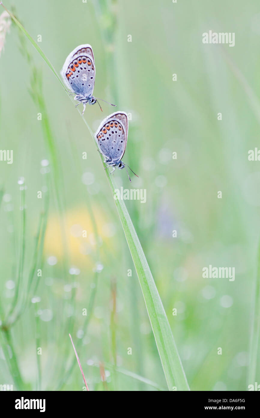 Comune (blu Polyommatus icarus) due farfalle arroccato su una lama di erba Foto Stock
