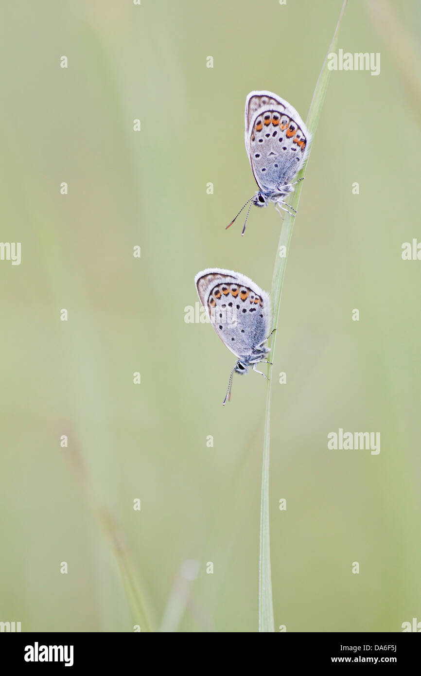Comune (blu Polyommatus icarus) due farfalle arroccato su una lama di erba Foto Stock