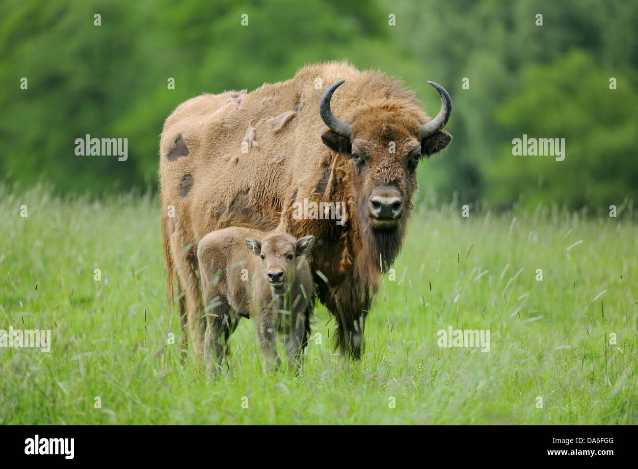 Wisent o europeo (Bison Bison bonasus), mucca con un vitello, captive Foto Stock