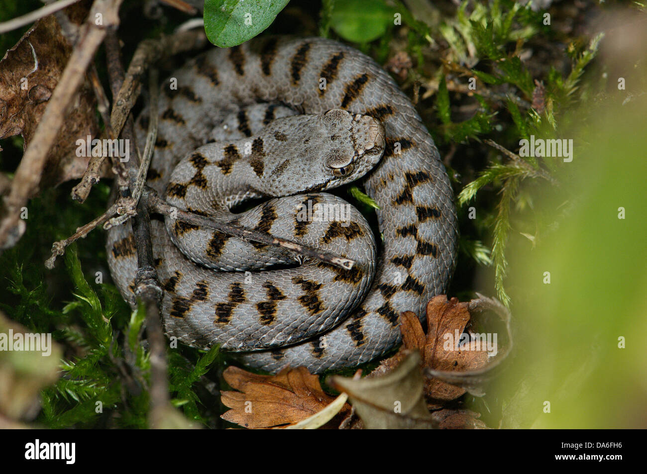 Viper, vipere, il sommatore sommatori, asp VIPER, UNA Vipera aspis., snake, serpenti, rettili rettili, Ritratto, protette in via di estinzione, ind Foto Stock