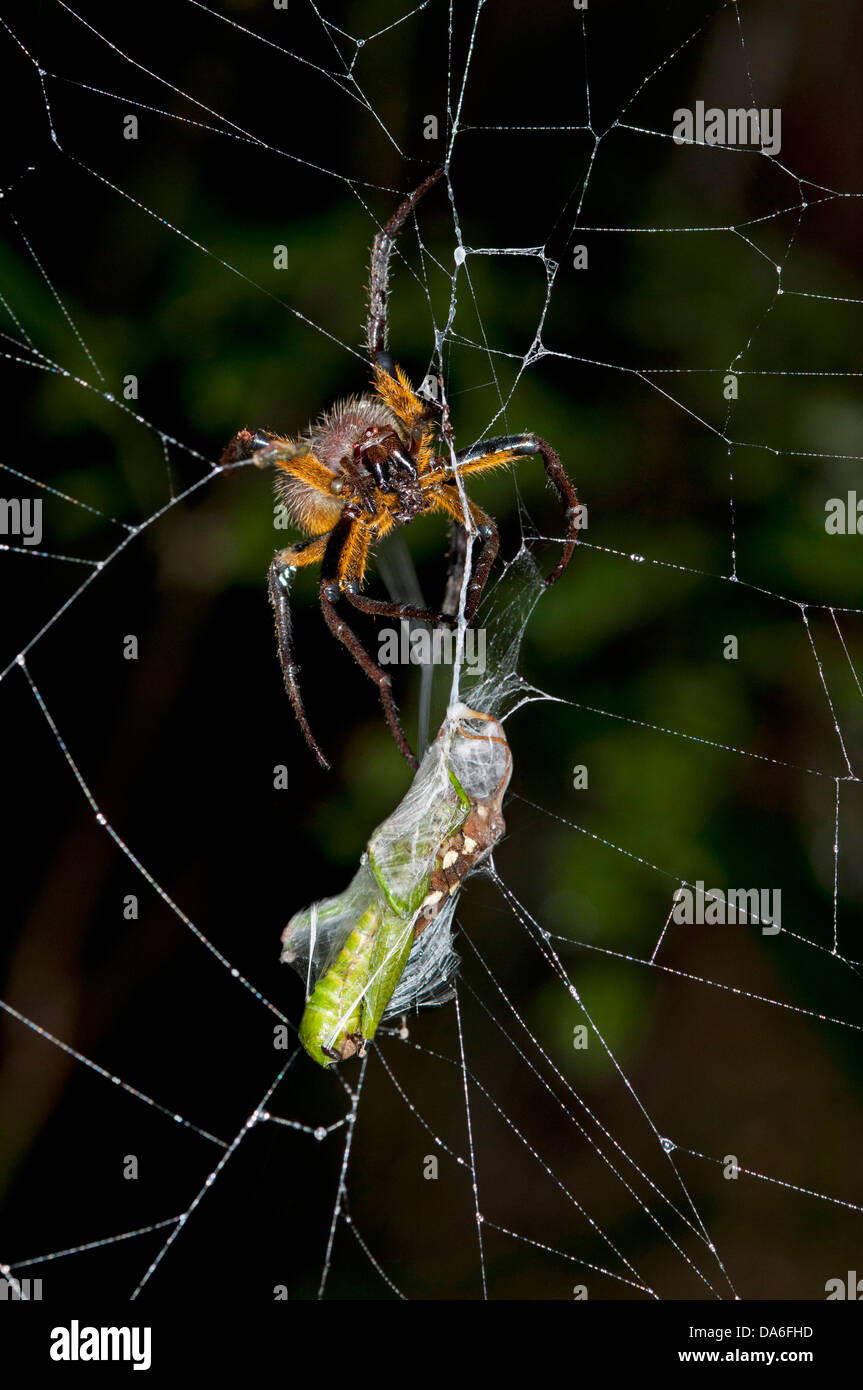 Orb-weaver spider (Eriophora spec.), femmina, avvolgendo la sua preda con fili di seta Foto Stock