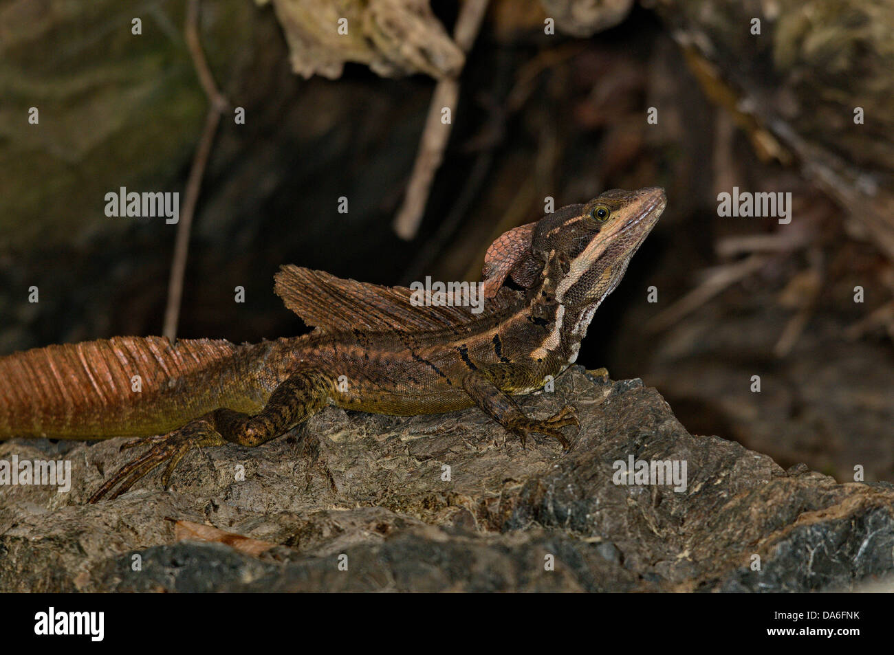 Basilisc comune, iguana, Basiliscus Basiliscus, Gesù Cristo lizard, lucertola, lucertole, rettili rettili, scala, bilance, animale, Foto Stock