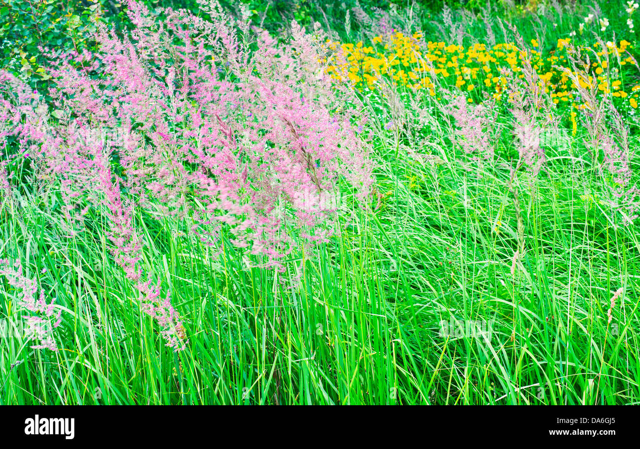 Fioritura di erbe selvatiche Foto Stock