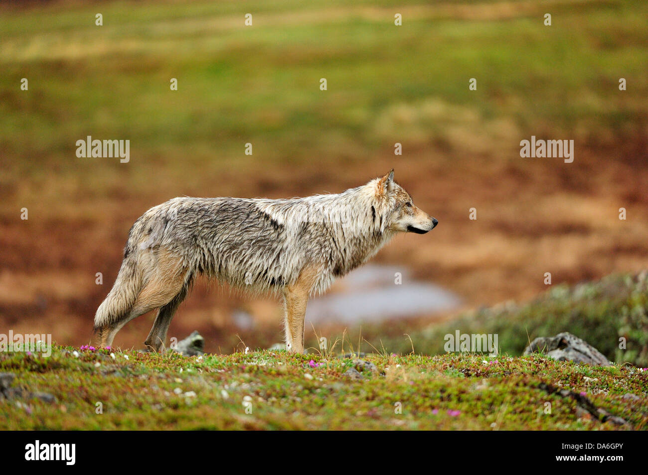 Lupo (Canis lupus) in piedi nella tundra artica Foto Stock