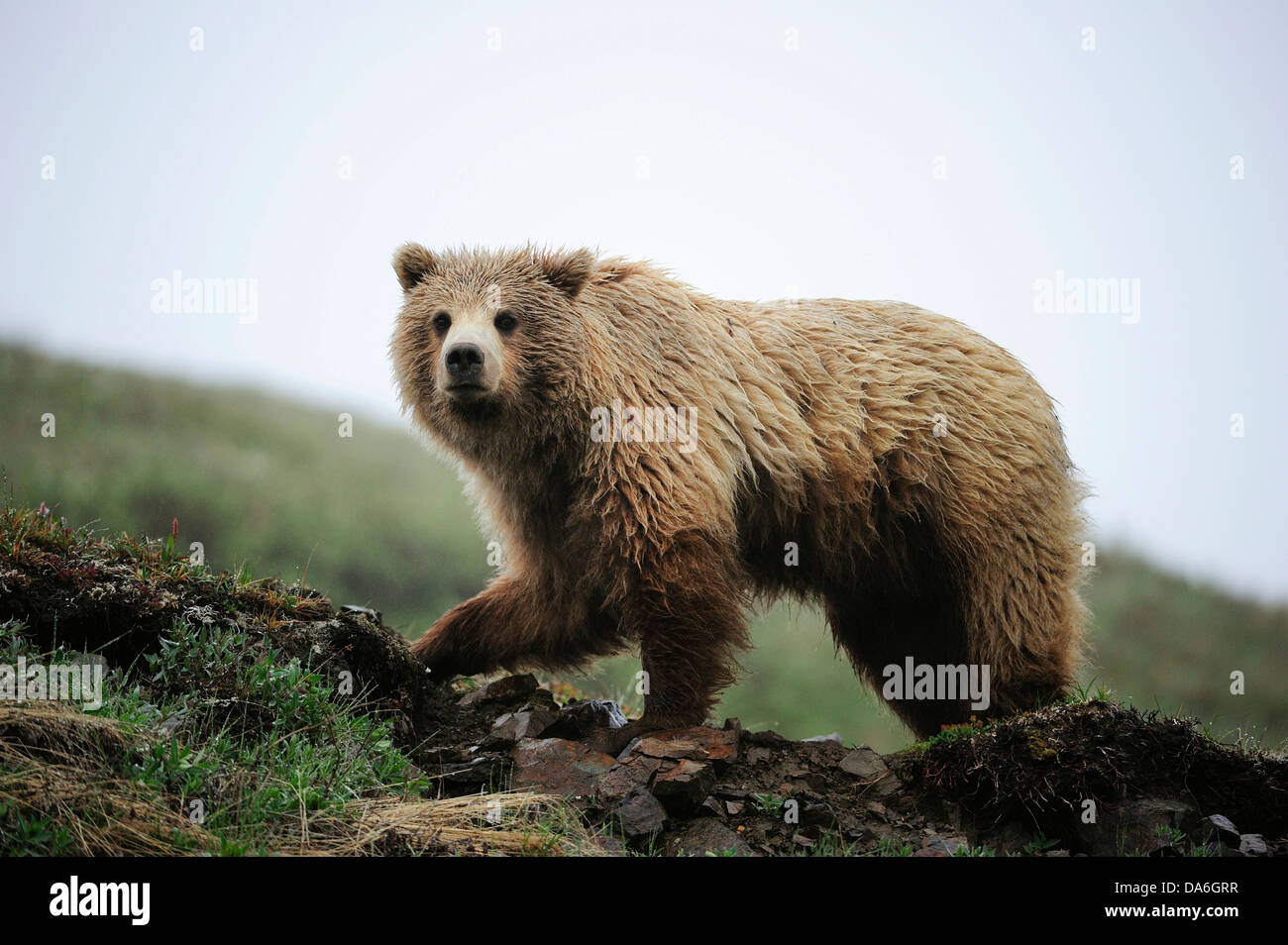 Orso grizzly (Ursus arctos horribilis) nella tundra artica Foto Stock