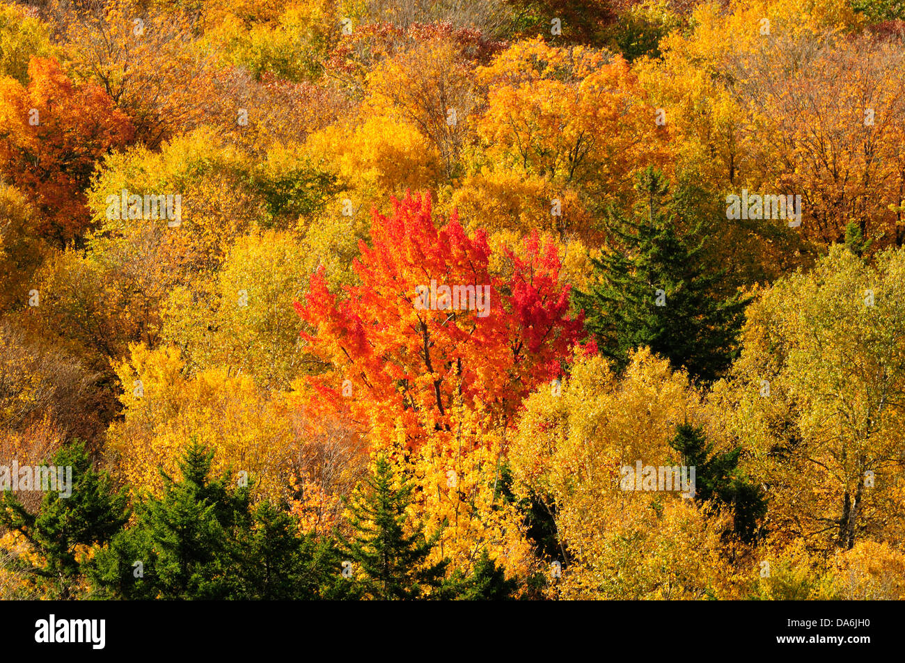 Stati Uniti d'America, Stati Uniti, America, New Hampshire, North Woodstock, Woodstock, Nord America, New England, East Coast, Carroll County, Foto Stock