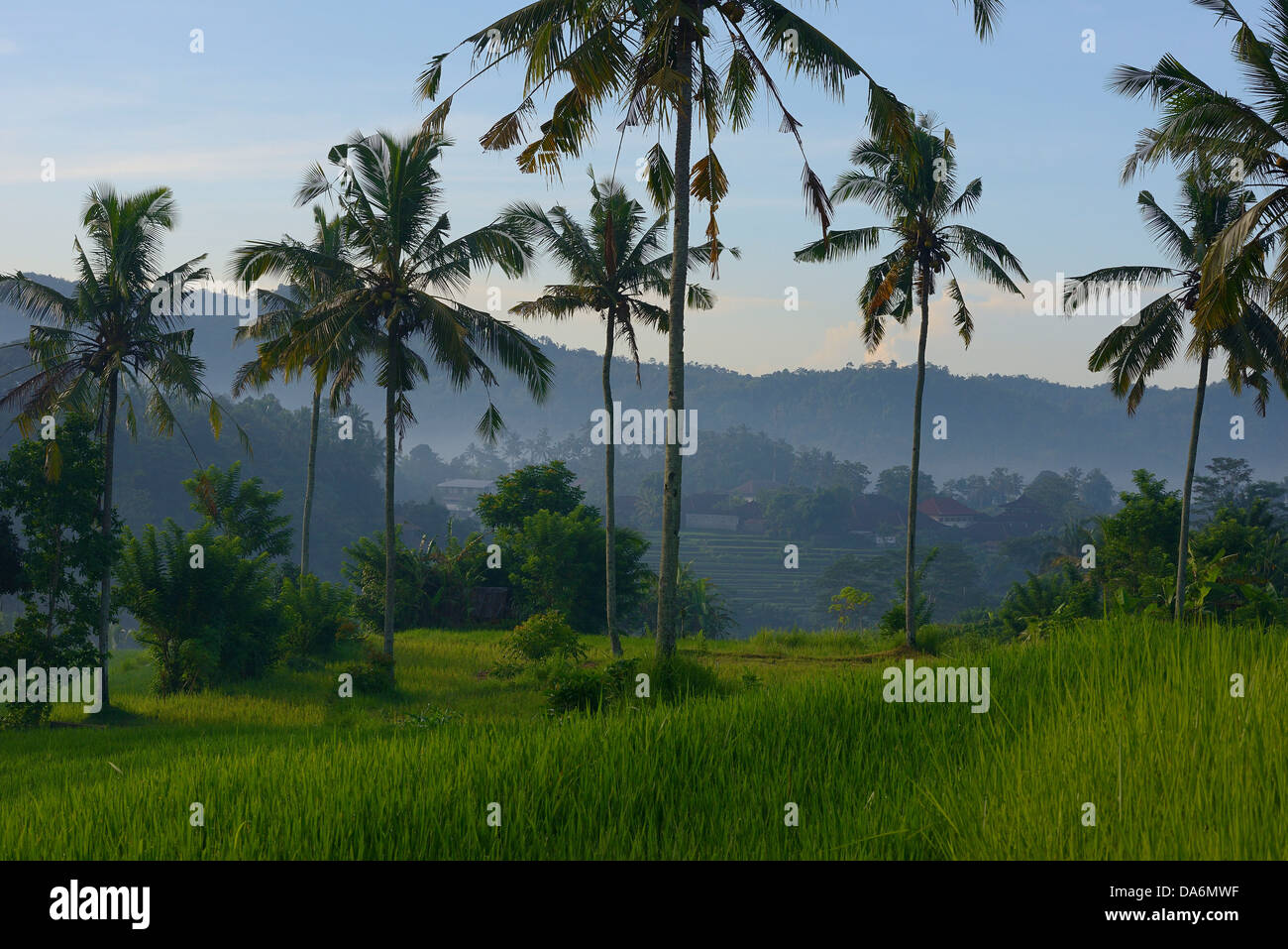 Indonesia, Bali, Sidemen, risaie a terrazza e noci di cocco al mattino Foto Stock