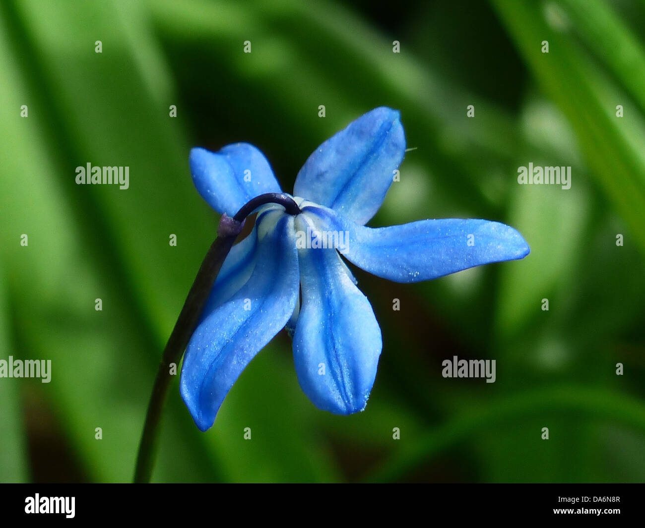 Il campano, scientificamente conosciuto come Scilla campanulata, è una pianta perenne bulbosa che produce ammassi di fiori blu a forma di campana in primavera, comunemente presenti in boschi e giardini. Foto Stock