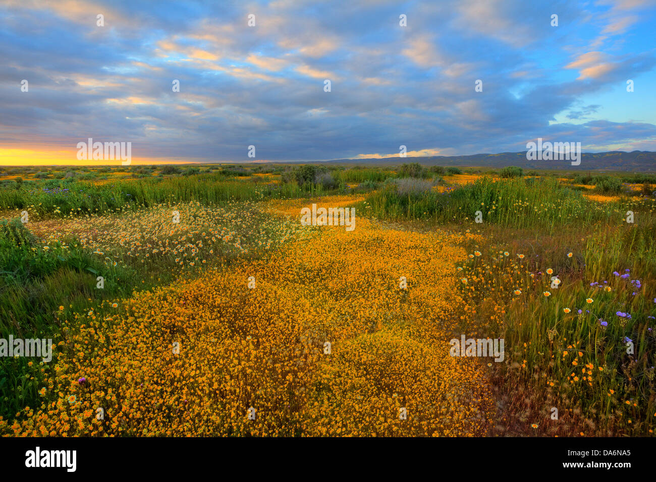 Stati Uniti d'America, Stati Uniti, America, California, Carrizo Plain, paesaggio, monumento nazionale, fiori selvatici, molla, stagioni, fiore, bloo Foto Stock