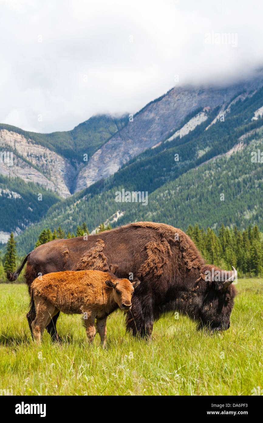 I bisonti americani (Bison bison) o madre di Buffalo e vitello mangiare erba in un campo Foto Stock I bisonti americani (Bison bison) o madre di Buffalo e vitello mangiare erba in un campo Foto Stock