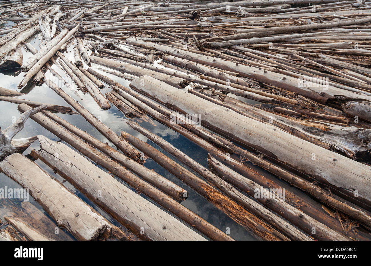 Tronchi galleggianti su un fiume creando un log jam Foto Stock