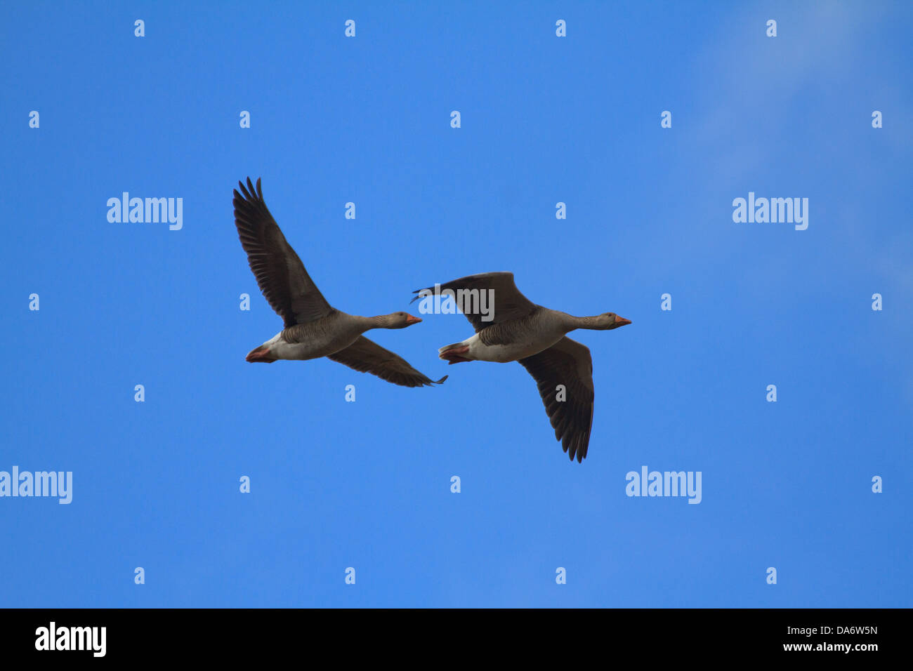 Due oche Graylag (Anser anser) volare attraverso un cielo blu Foto Stock