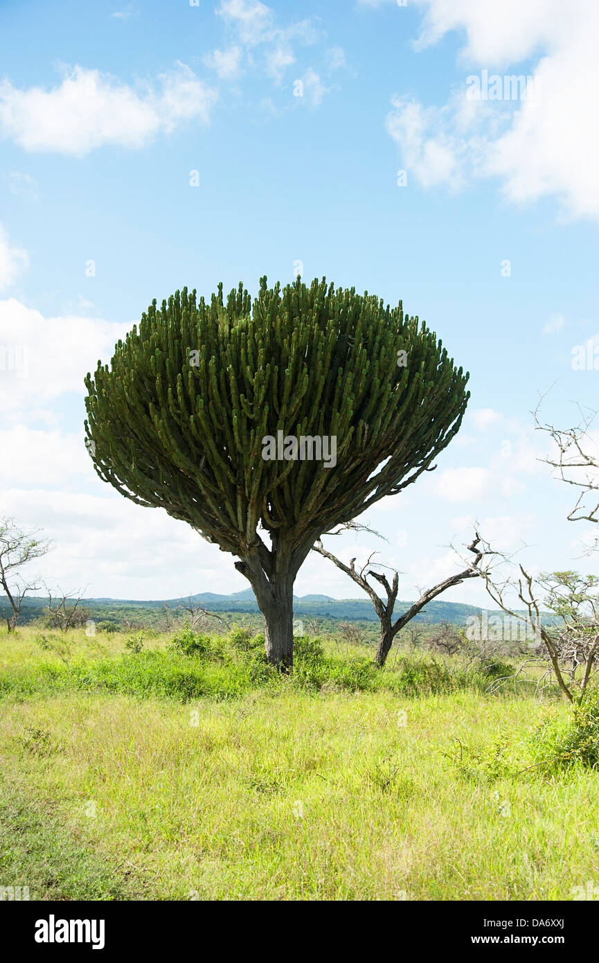 Bellissimi candelabri tree (Euphorbia candelabro) nella provincia di KwaZulu-Natal, Sud Africa Foto Stock