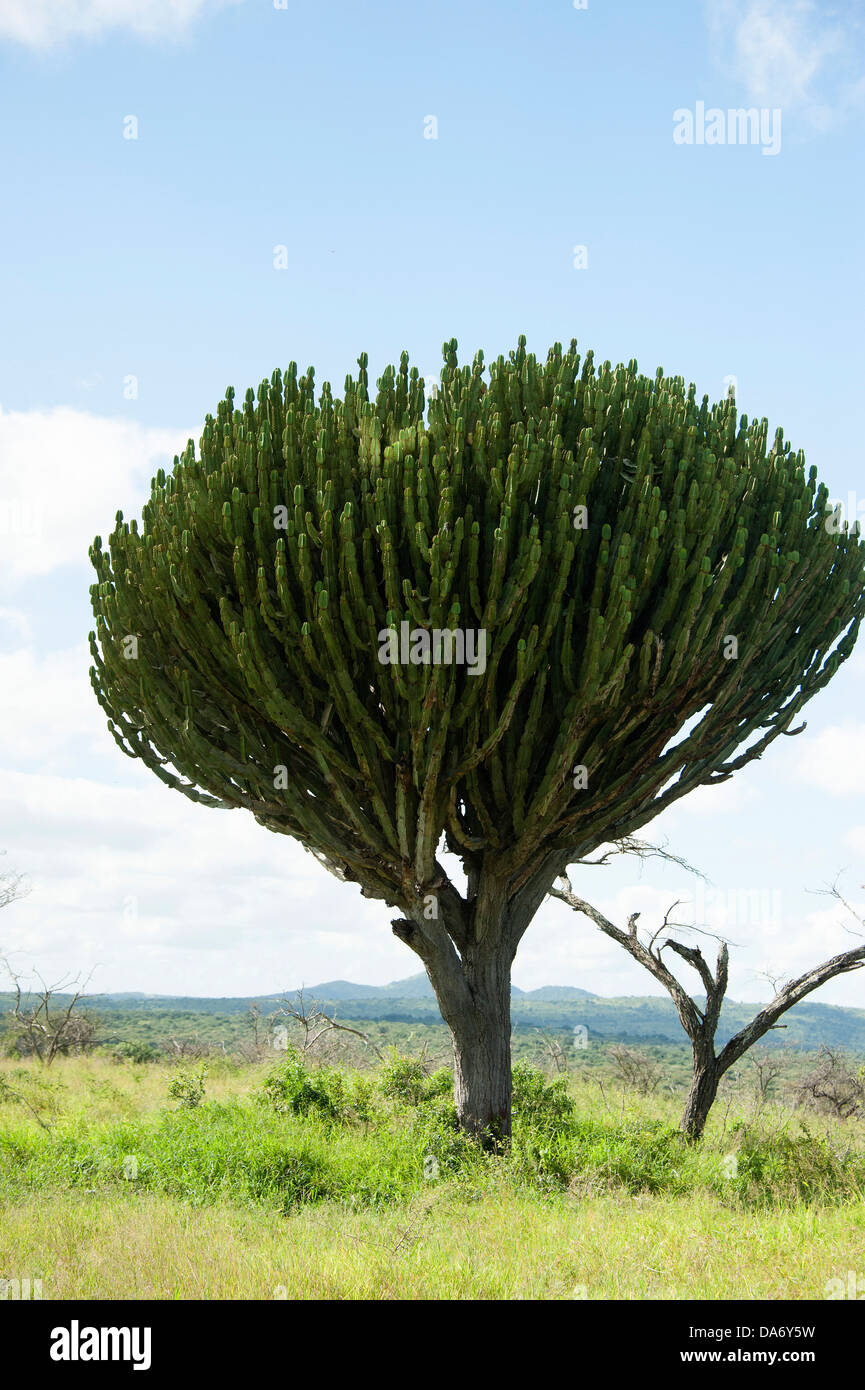 Bellissimi candelabri tree (Euphorbia candelabro) nella provincia di KwaZulu-Natal, Sud Africa Foto Stock