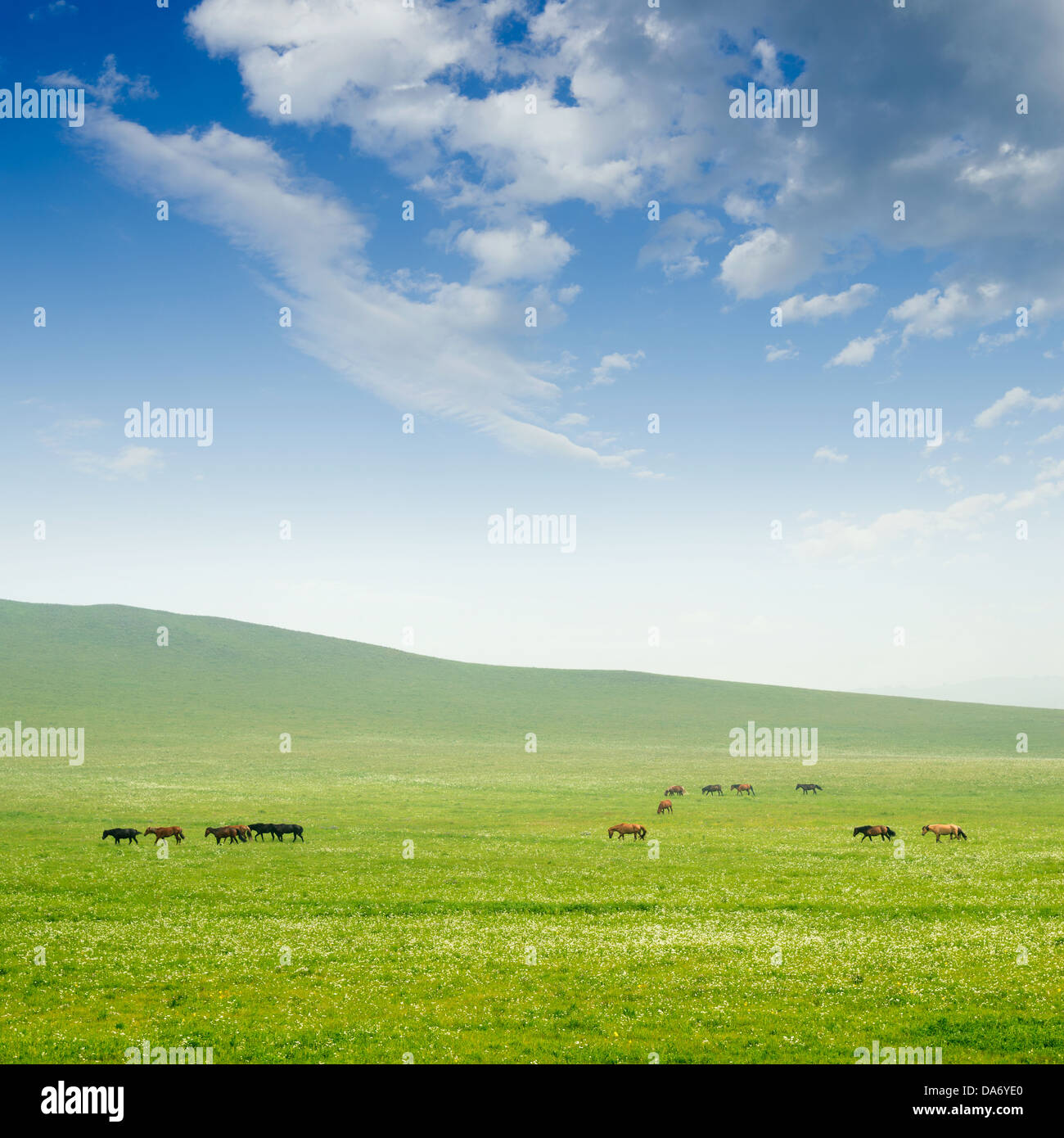 Molla di fresca erba verde con il blu del cielo e il pavimento di legno di sfondo Foto Stock