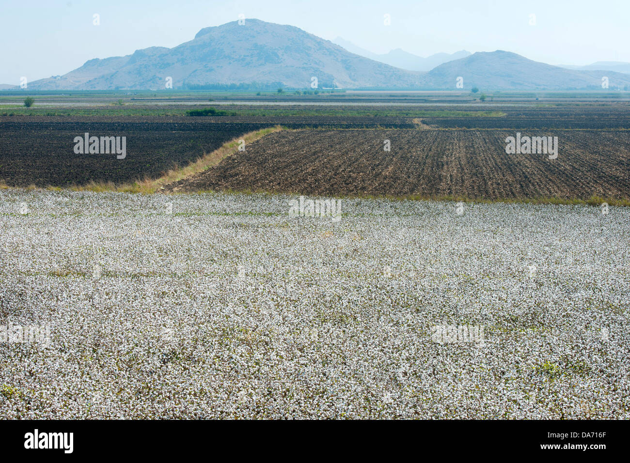 Türkei, Provinz Adana, Ceyhan, Baumwollplantage Foto Stock