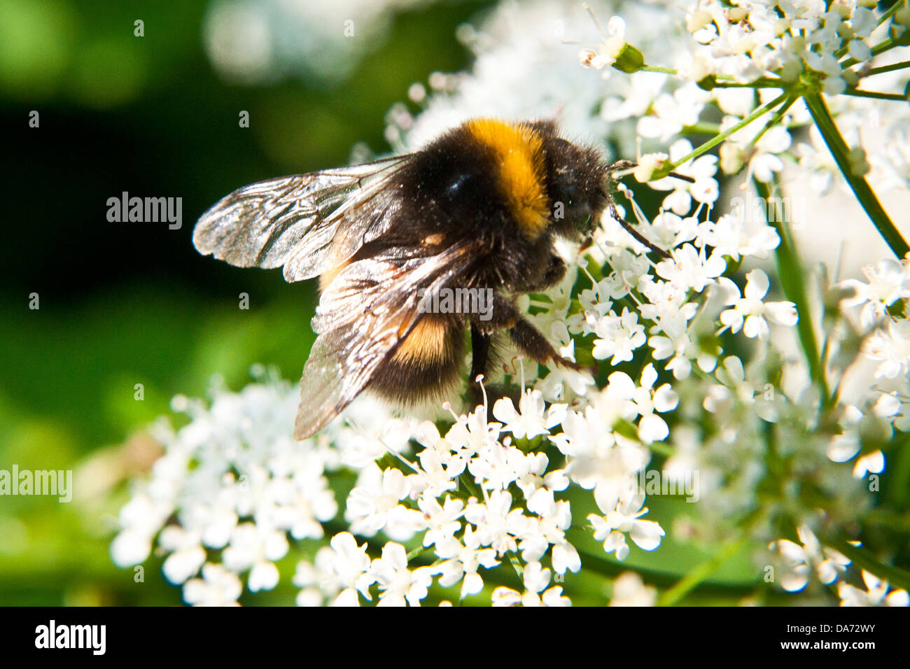 Una ripresa macro di un ape estraendo il polline di un fiore in estate Foto Stock