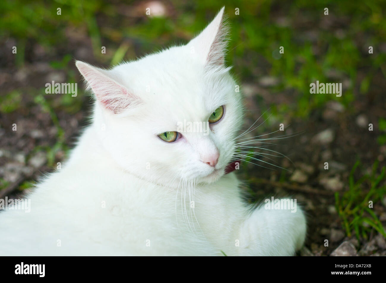 Un bel bianco puro gatto piercing con occhi verdi Foto Stock