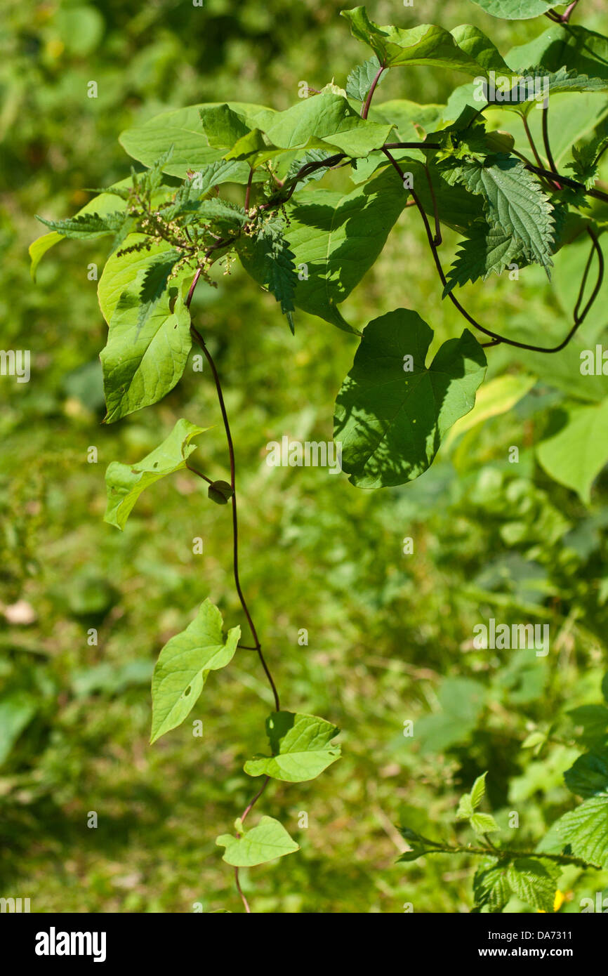 Knotweed giapponese in un giardino inglese in estate soffoca altre piante, giardinaggio Foto Stock