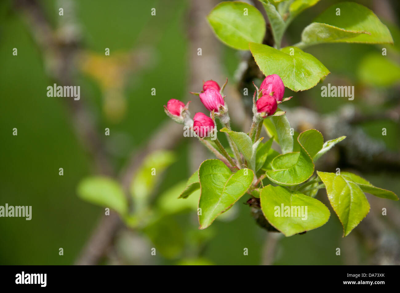 Fioritura rosa mela albero Foto Stock