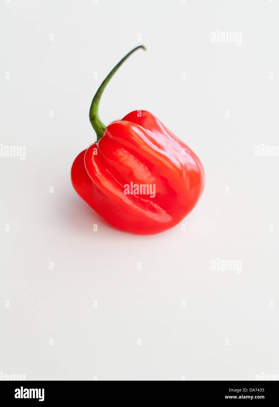 Caraibi singolo rosso peperoncino habanero isolato Foto Stock
