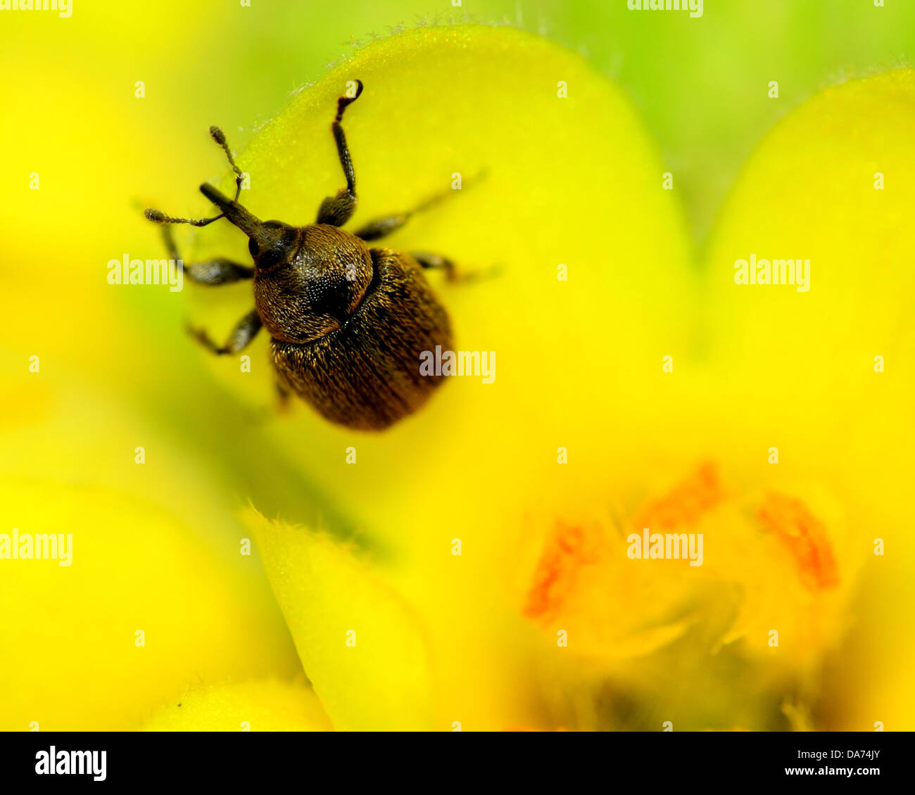 Il curculione arroccato su di un fiore di mangiare il polline. Foto Stock