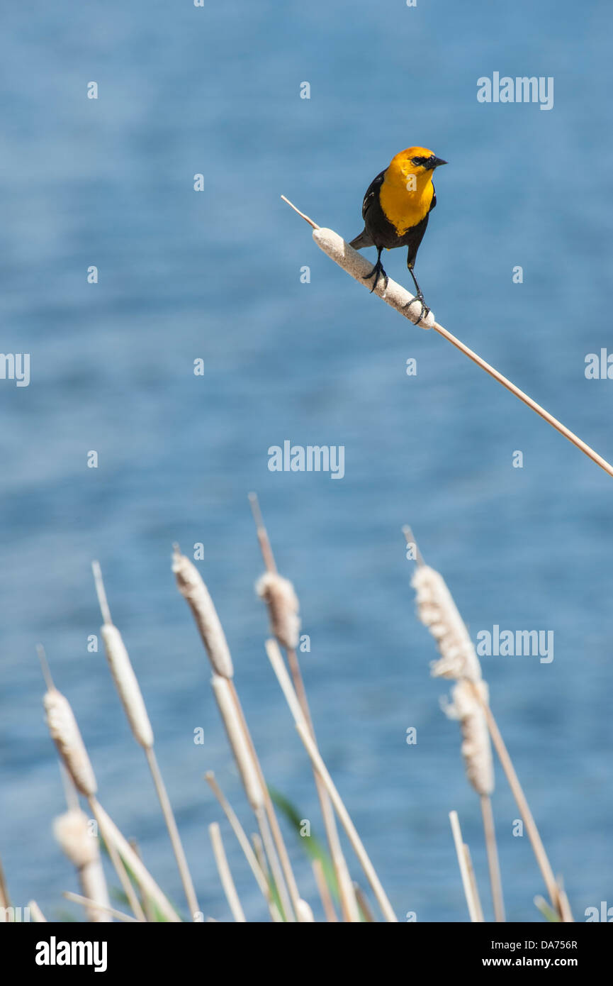 Testa gialla Blackbird arroccato su tifa Foto Stock