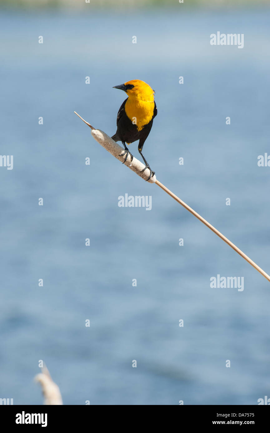 Testa gialla Blackbird Foto Stock