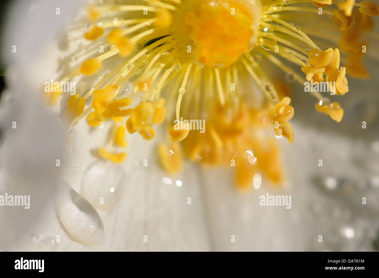 Bianco rosa (Rosa canina) close up con gocce di rugiada. Foto Stock