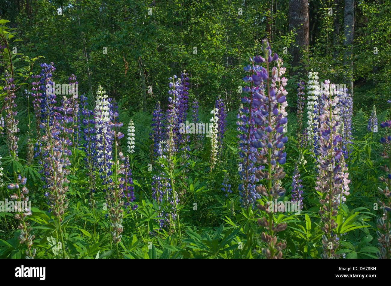 Lupino fiori selvatici in una radura della foresta fuori Stoccolma, Svezia su midsummers eve. Foto Stock