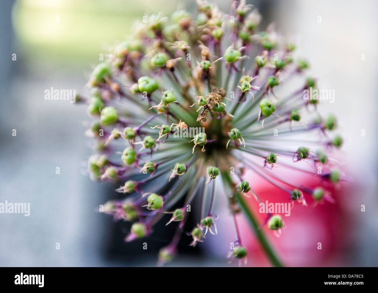 Primo piano vibrante di un fiore di allium in fiore con sfondo sfocato. Foto Stock