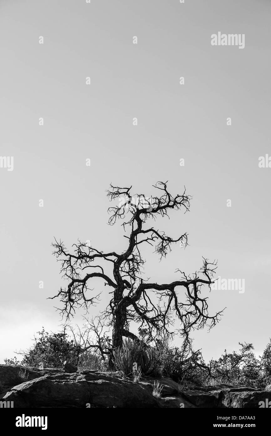 Giugno 9, 2013 - Sedona, in Arizona, Stati Uniti - Un lone tree in monocromatico. Sedona è una città che si trova a cavallo della linea di contea tra Coconino e Yavapai contee nel nord della verde valle della Regione Stati Uniti Stato dell Arizona. Sedona attrazione principale è la sua schiera di pietra arenaria rossa formazioni, che sembrano glow in brillante arancio e rosso quando è illuminata dalla crescente o impostazione di sun. Le rocce rosse formano un popolare che fa da sfondo a molte attività all'aperto, che spaziano da inseguimenti spirituale alle centinaia di escursioni a piedi e in mountain bike. Sedona è stato chiamato dopo il Sedona Arabelle Miller Schnebly (1877-1950) Foto Stock