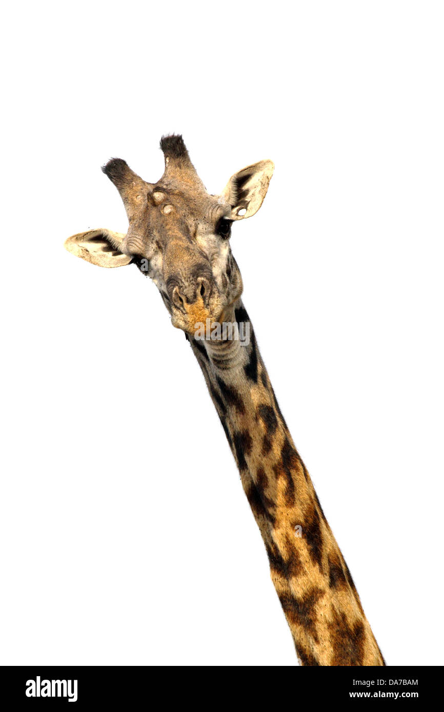 Una giraffa (Giraffa camelopardalis) isolato su sfondo bianco Foto Stock