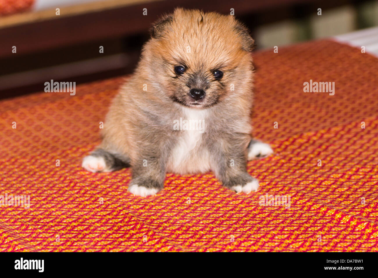 Poco lanuginoso cucciolo di Pomerania Foto Stock