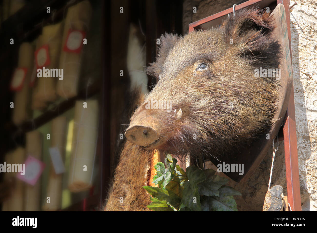 Farcite boars head in una prelibatezza shop a San Gimignano in Toscana Foto Stock