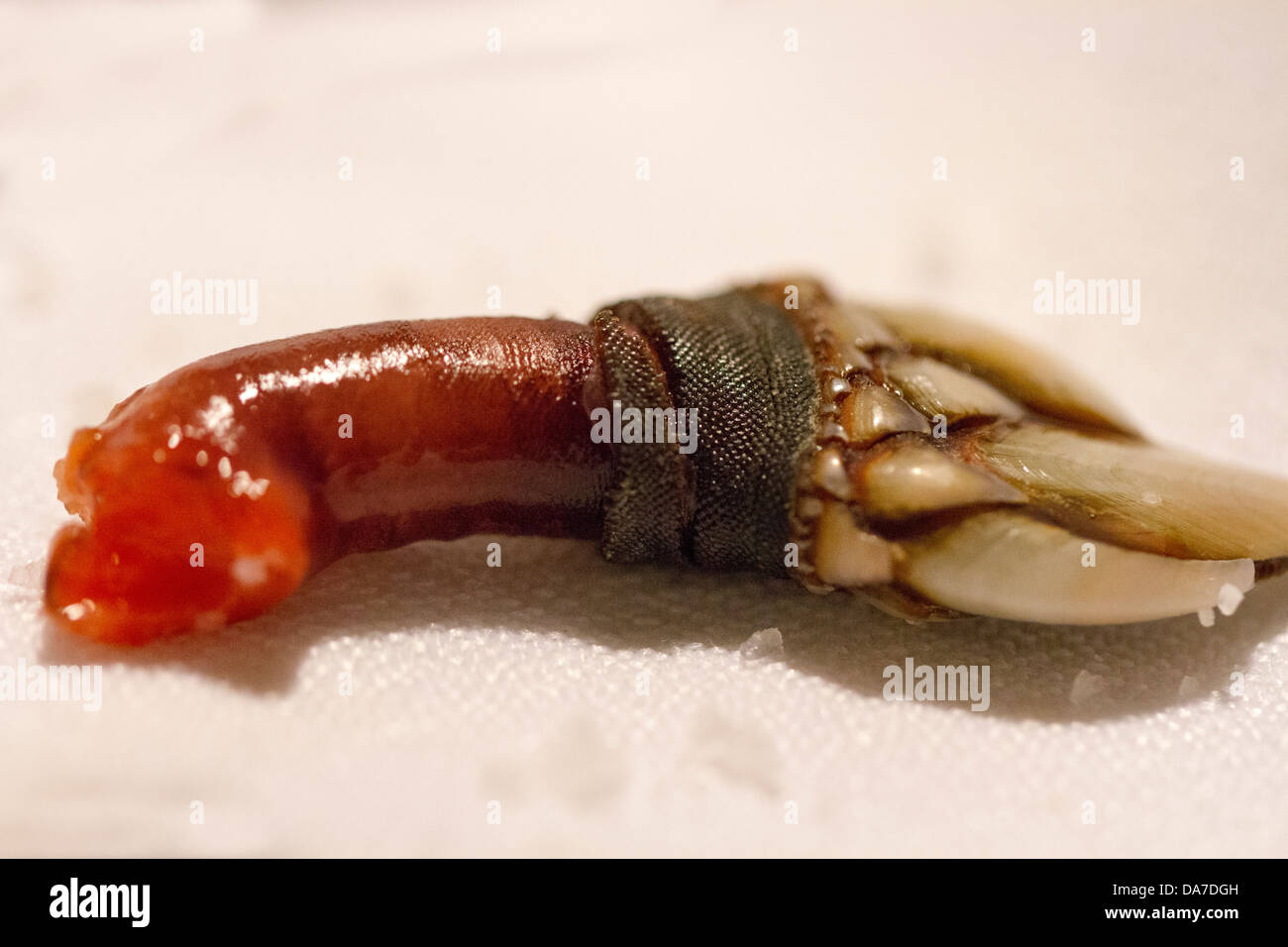 Strani frutti di mare della Spagna Foto Stock