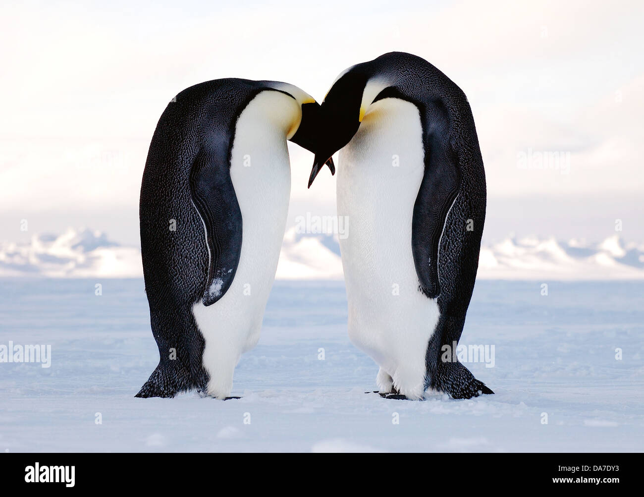 Due pinguini imperatore incontrano sul ghiaccio antartico nel comportamento di corteggiamento Gennaio 30, 2008 in Antartide. Pinguini imperatore di cui le loro uova in maggio e giugno dopo che il maschio assume la responsabilità per l intera 62-66 giorni di incubazione mentre la femmina è in mare trovare cibo. Foto Stock